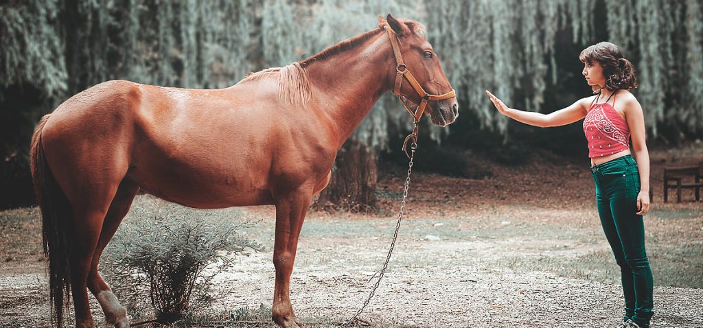 This image has an empty alt attribute; its file name is HorseFriendly-1024x478.jpg